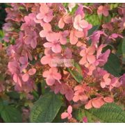 Hortenzia, Bugás hortenzia ' Early Sensation' kicsi