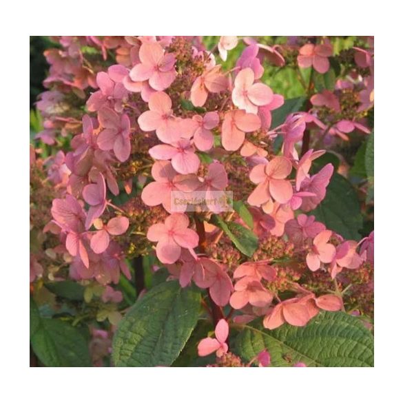 Hortenzia, Bugás hortenzia ' Early Sensation' 