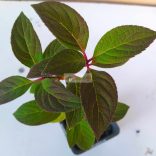 Hortenzia, Bugás hortenzia ' Early Sensation' 