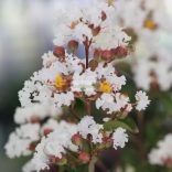 Kínai selyemmirtusz 'Nivea'