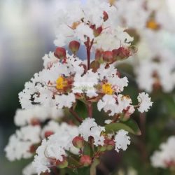 Kínai selyemmirtusz 'Nivea'