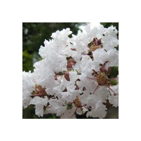 Kínai selyemmirtusz 'Nivea'