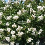 Kínai selyemmirtusz 'Nivea'