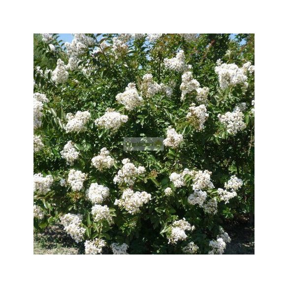 Kínai selyemmirtusz 'Nivea'