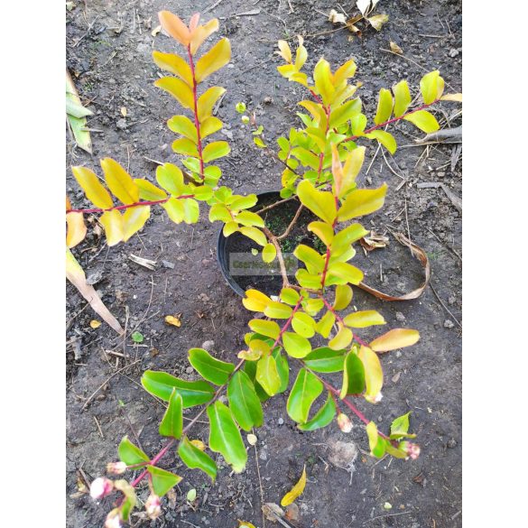 Kínai selyemmirtusz 'Nivea'