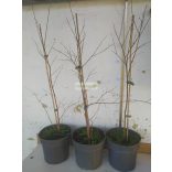 Kínai selyemmirtusz 'Nivea'