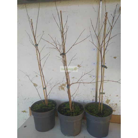 Kínai selyemmirtusz 'Nivea'