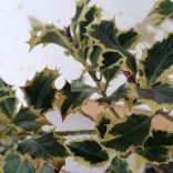 Magyal, Sárga tarka levelű magyal