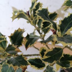 Magyal, Sárga tarka levelű magyal