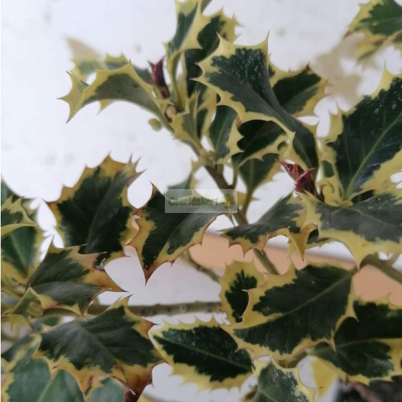 Magyal, Sárga tarka levelű magyal