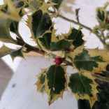 Magyal, Sárga tarka levelű magyal