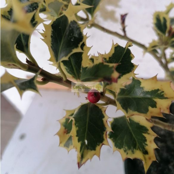 Magyal, Sárga tarka levelű magyal