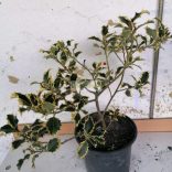 Magyal, Sárga tarka levelű magyal