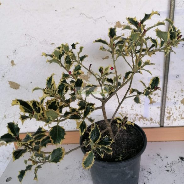 Magyal, Sárga tarka levelű magyal