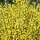 Zanót,  Korai zanót sárga