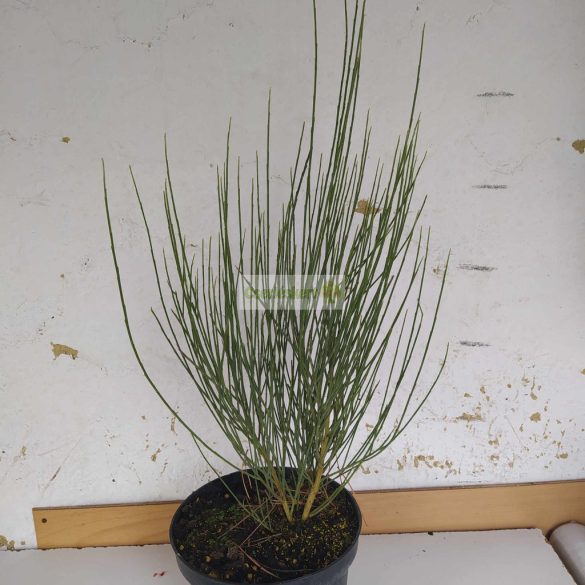 Zanót,  Korai zanót sárga