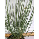 Zanót,  Korai zanót sárga