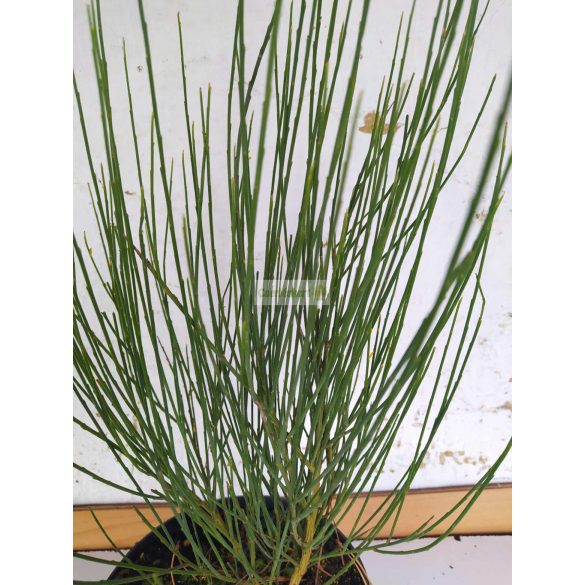 Zanót,  Korai zanót sárga