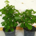 Hortenzia, Kúszó hortenzia 