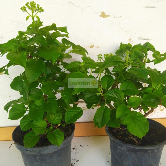 Hortenzia, Kúszó hortenzia 