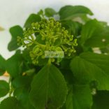 Hortenzia, Kúszó hortenzia 