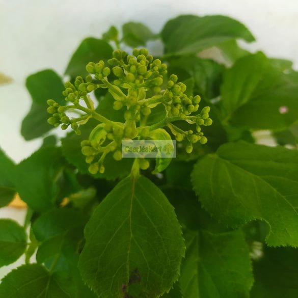 Hortenzia, Kúszó hortenzia 