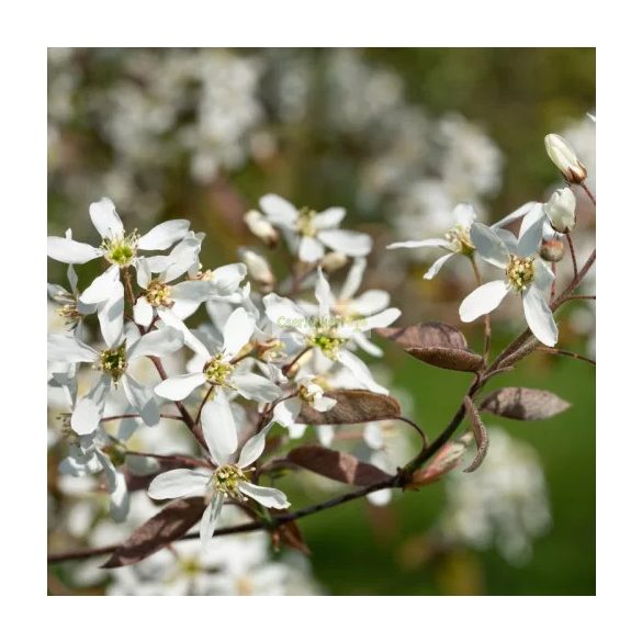 Fanyarka, Rézvörös fanyarka, mézalmácska