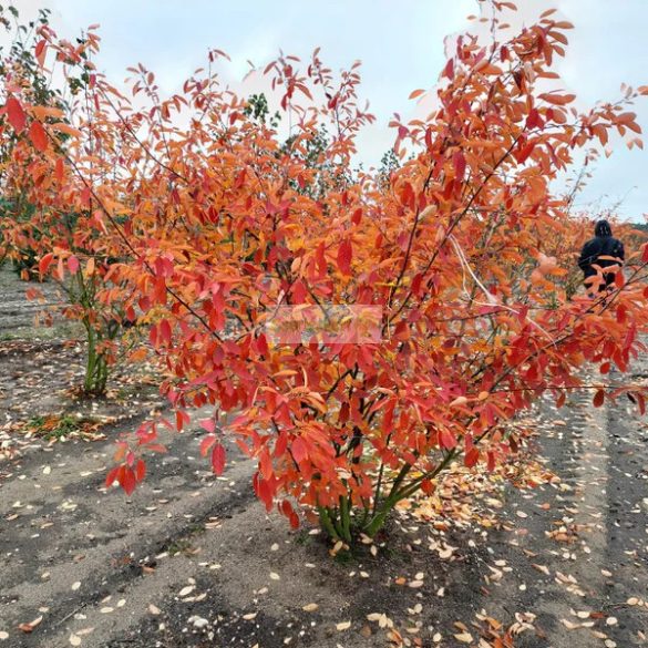 Fanyarka, Rézvörös fanyarka, mézalmácska