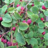 Fanyarka, Rézvörös fanyarka, mézalmácska