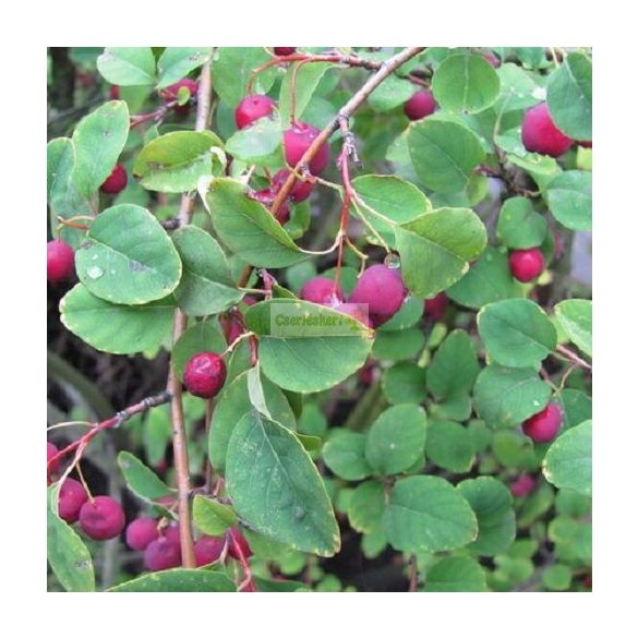 Fanyarka, Rézvörös fanyarka, mézalmácska