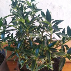 Magyal, Keskenylevelű magyal