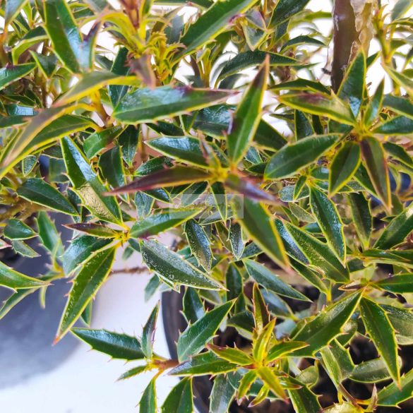 Magyal, Keskenylevelű magyal