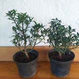 Magyal, Keskenylevelű magyal