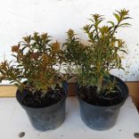 Magyal, Keskenylevelű magyal