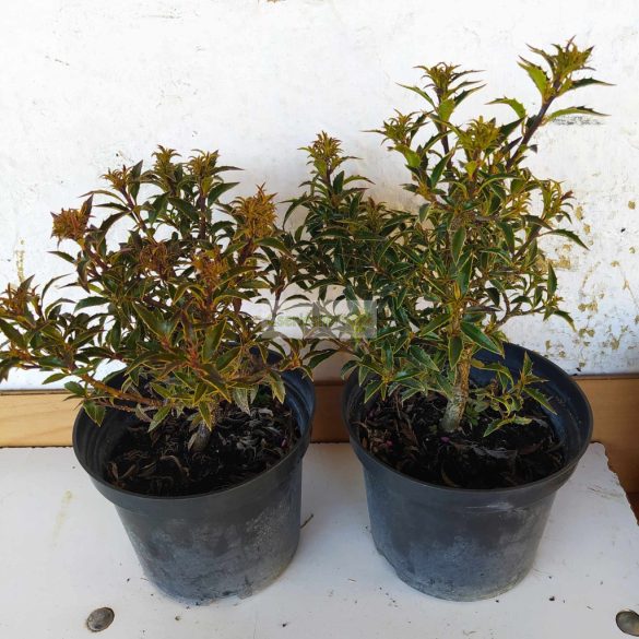 Magyal, Keskenylevelű magyal