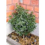 Magyal, Keskenylevelű magyal