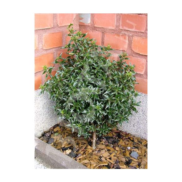 Magyal, Keskenylevelű magyal