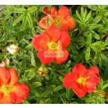 Cserjés pimpó, naracspiros