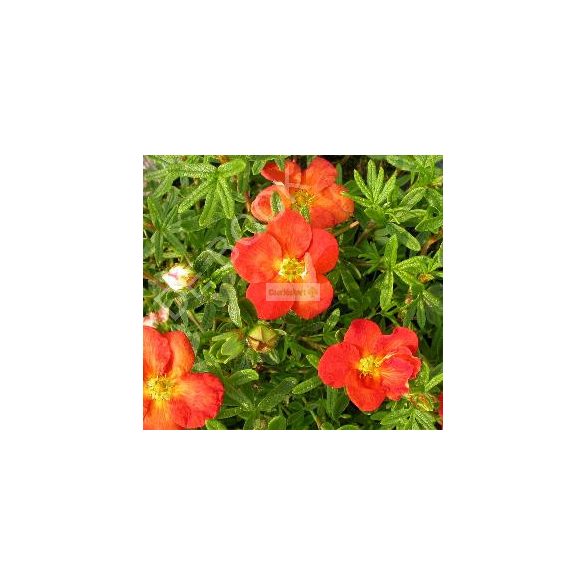 Cserjés pimpó, naracspiros