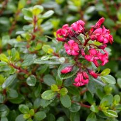 Kőtörőcserje, Piros virágú kőtörőcserje