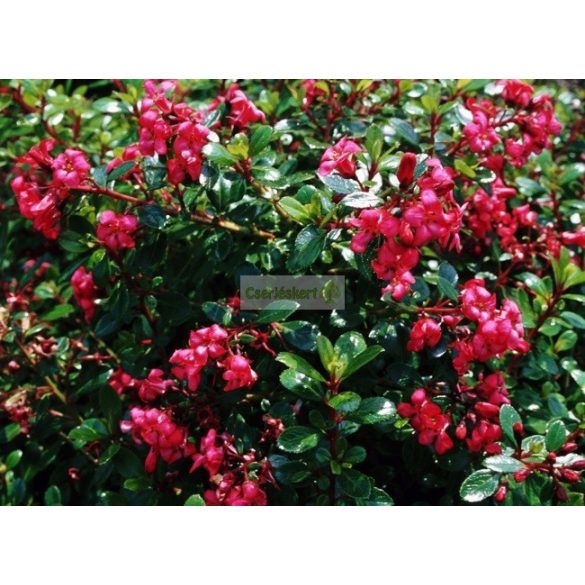 Kőtörőcserje, Piros virágú kőtörőcserje