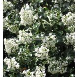 Kőtörőcserje, Fehér virágú kőtörőcserje