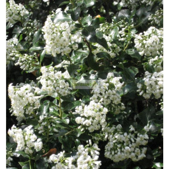 Kőtörőcserje, Fehér virágú kőtörőcserje