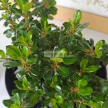 Kőtörőcserje, Fehér virágú kőtörőcserje