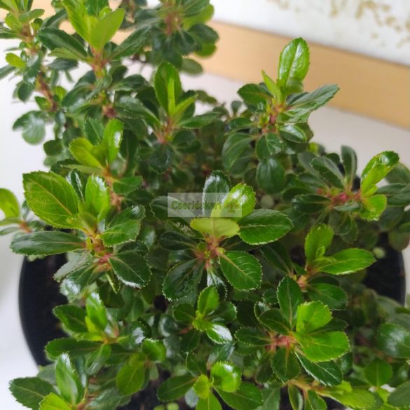 Kőtörőcserje, Fehér virágú kőtörőcserje