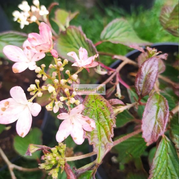Bangita, Japán hógolyó bangita