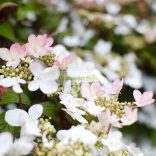 Bangita, Japán hógolyó bangita