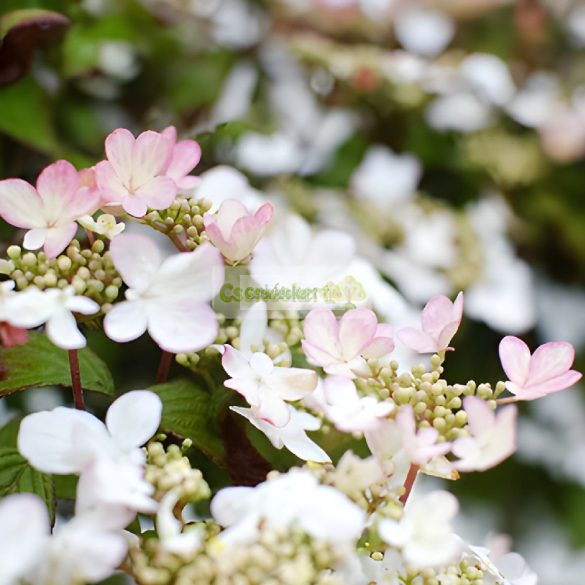 Bangita, Japán hógolyó bangita