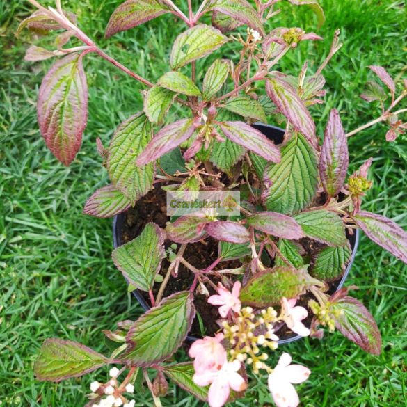 Bangita, Japán hógolyó bangita