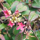 Bangita, Japán hógolyó bangita